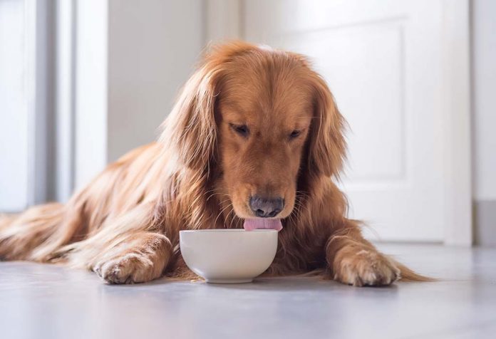 foods that are as harmful as poison for dogs