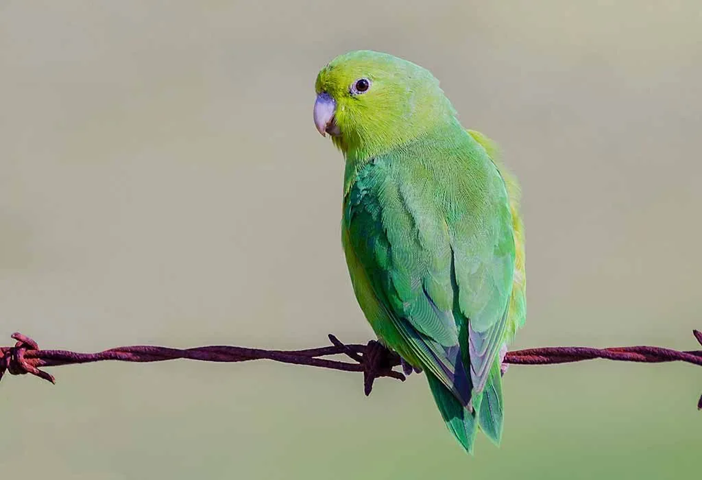 5 Best Pet Birds In India To Choose As Your Companion