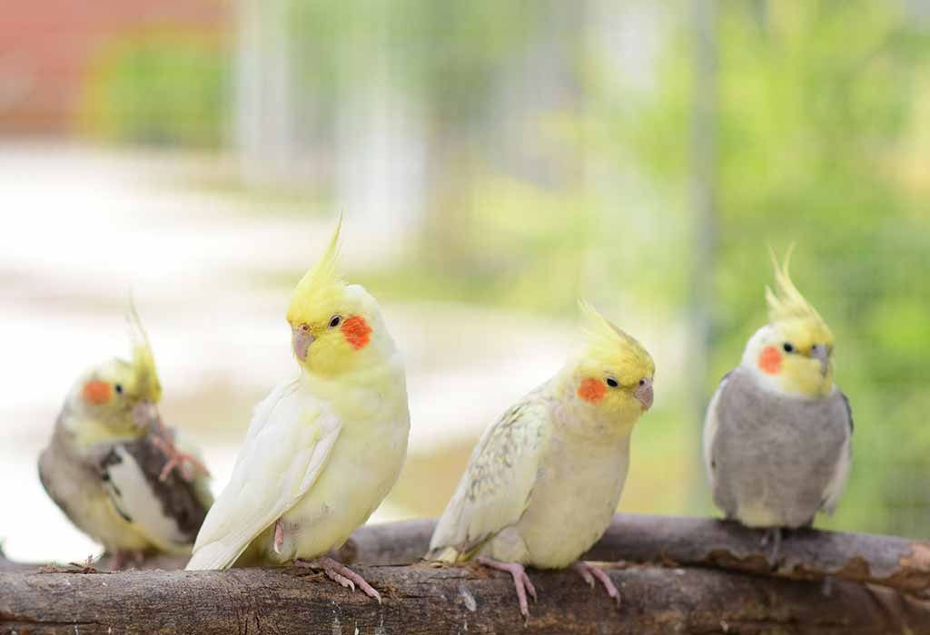 cockatiel bird cost