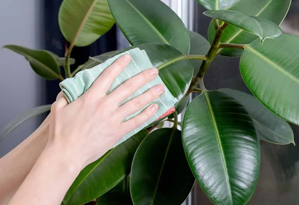 Young woman wiping her plant clean