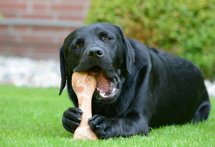 Should You Feed Bones to Your Dog?