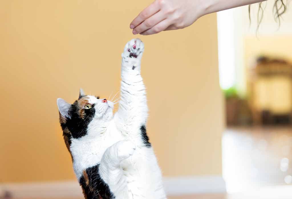 Essential Training Tricks to Teach Your Cats
