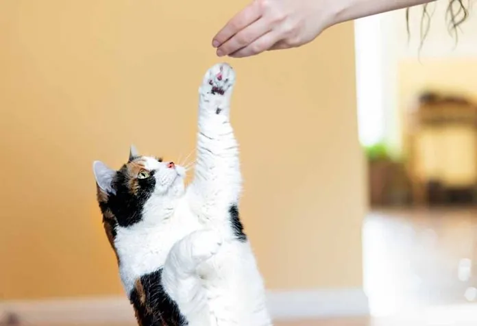 Essential training tricks to teach your cats