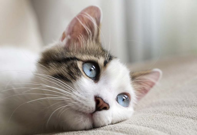 61 Cutest Cat Names That Every Pet Parent Will Love