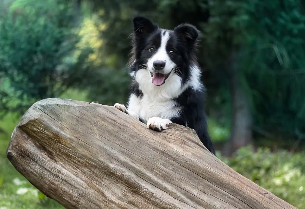 THE BREED OF BORDER COLLIE DOGS: 10 THINGS YOU NEED TO KNOW ABOUT THEM –  THE INDIAN FACE
