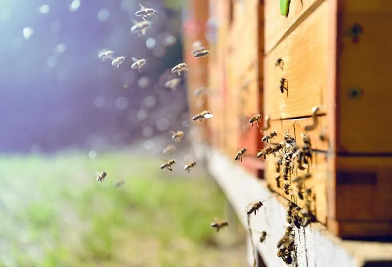 Practical Ways to Remove Honey Bees From Your Home