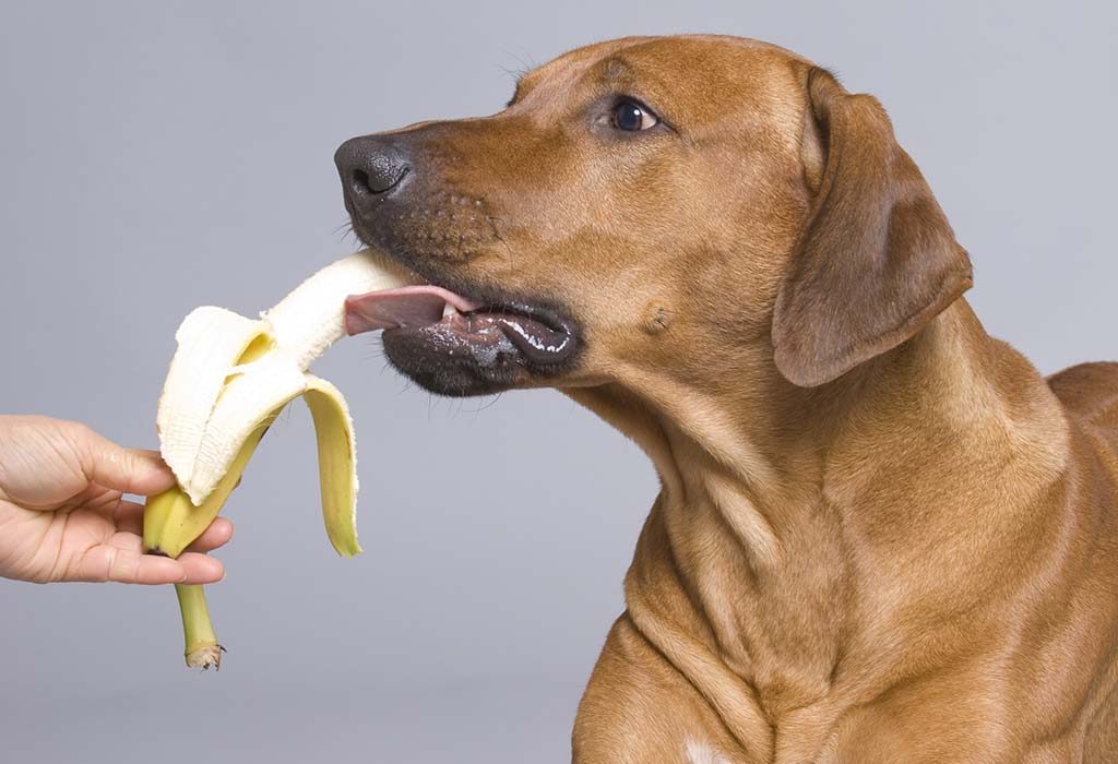 a dog eating a banana