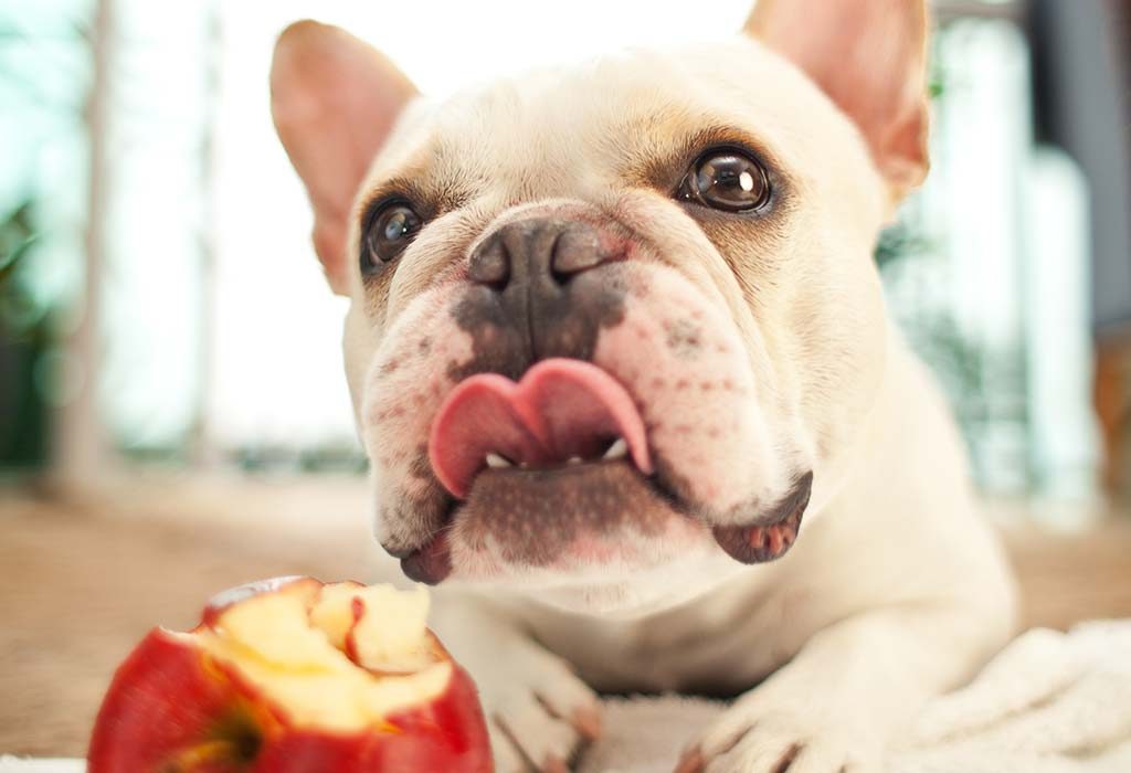 a dog eating an apple