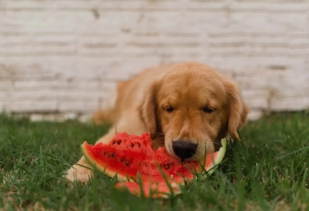 a dog eating a watermelon