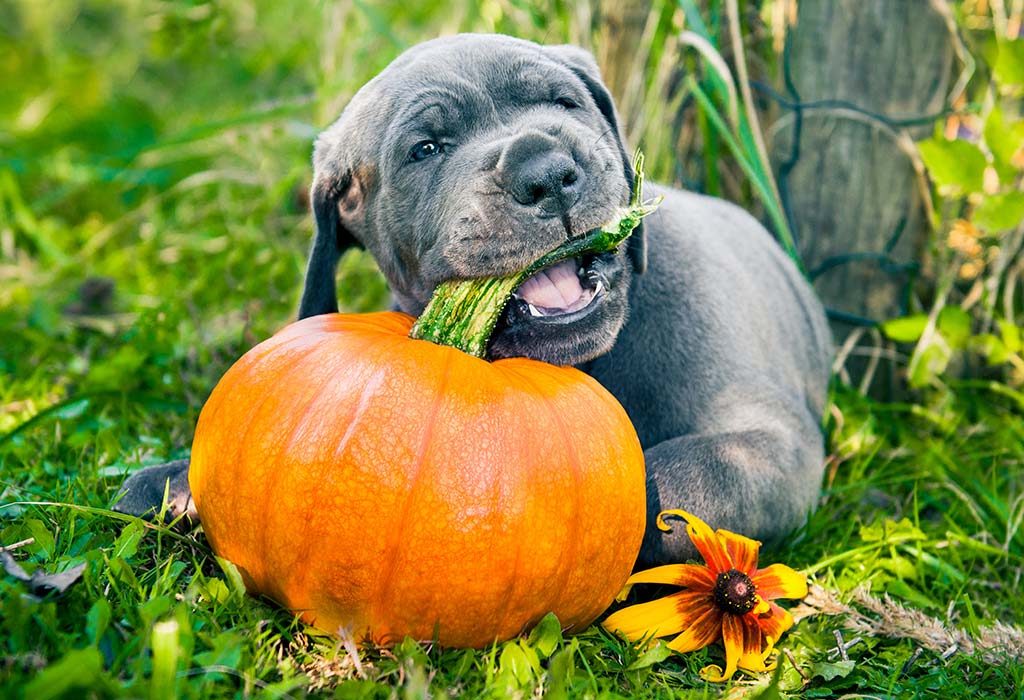 a dog eating a pumpkin