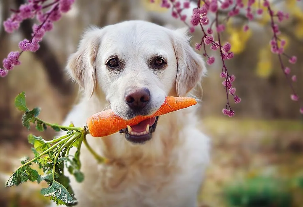 A dog eating a carrot