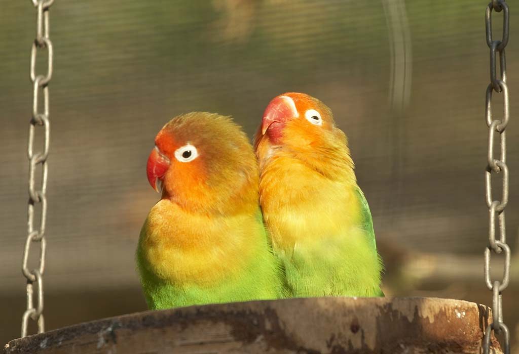 Best Foods for Love Birds – Know What to Feed Your Feathered Pets