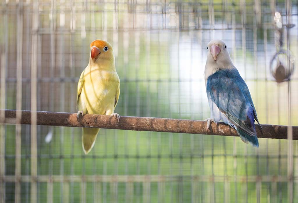 why do lovebirds eat their feathers