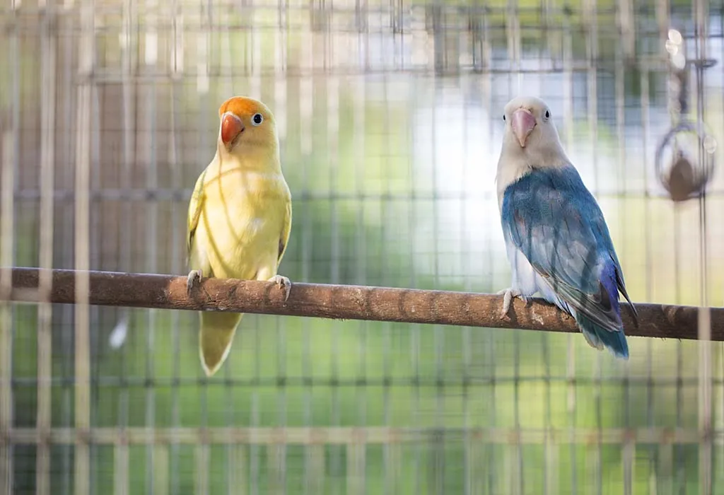 Lovebirds in Cage