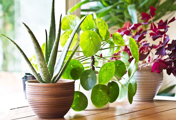 best indoor bedroom plants