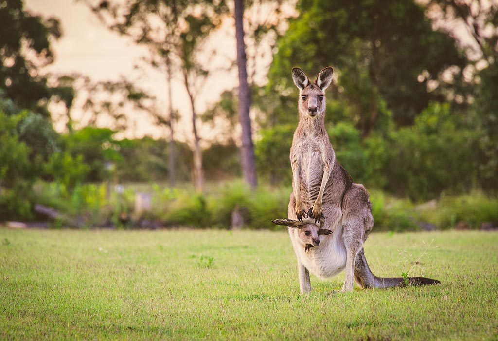 Kangaroo with baby joey