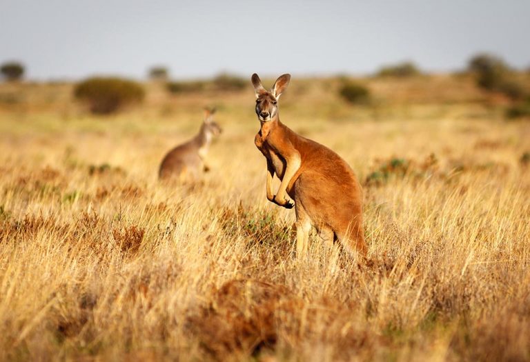 Facts and Information About Kangaroos for Kids