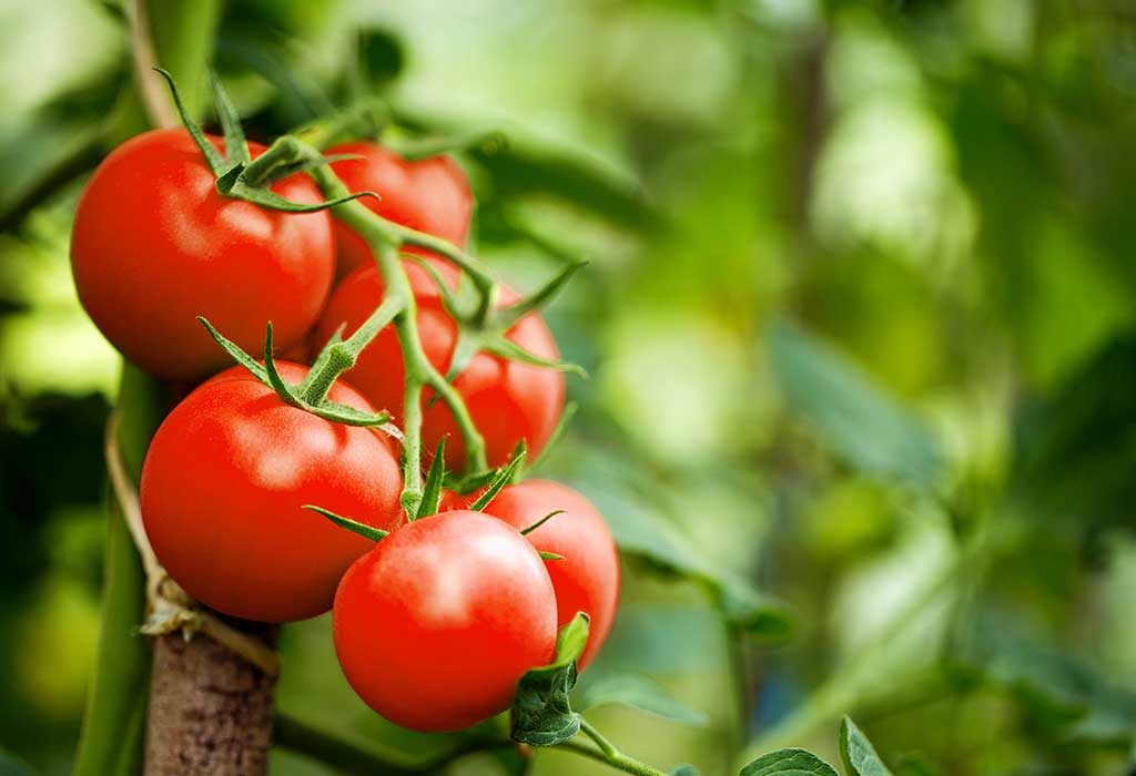 Top 10 Vegetables You Must Eat in Summer Season