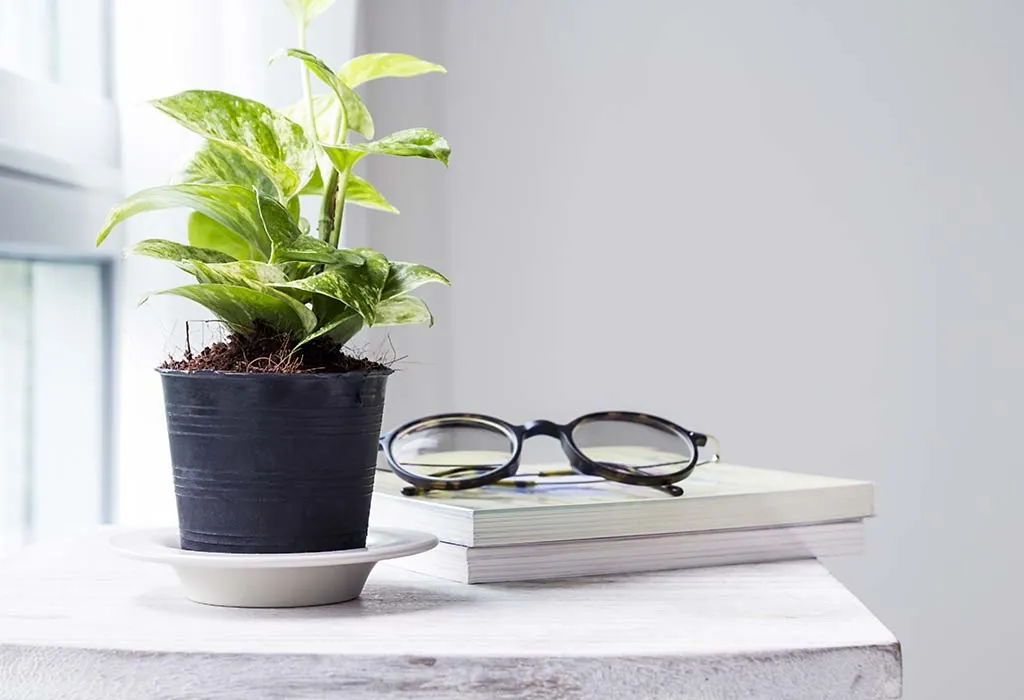 Money plants in pot