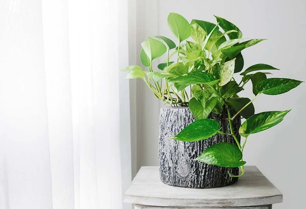Money plants should be kept in the right direction