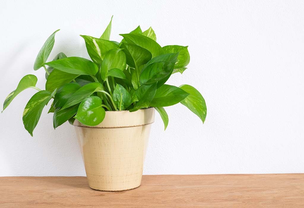Money plants with heart-shaped leaves