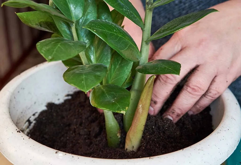 Check the soil