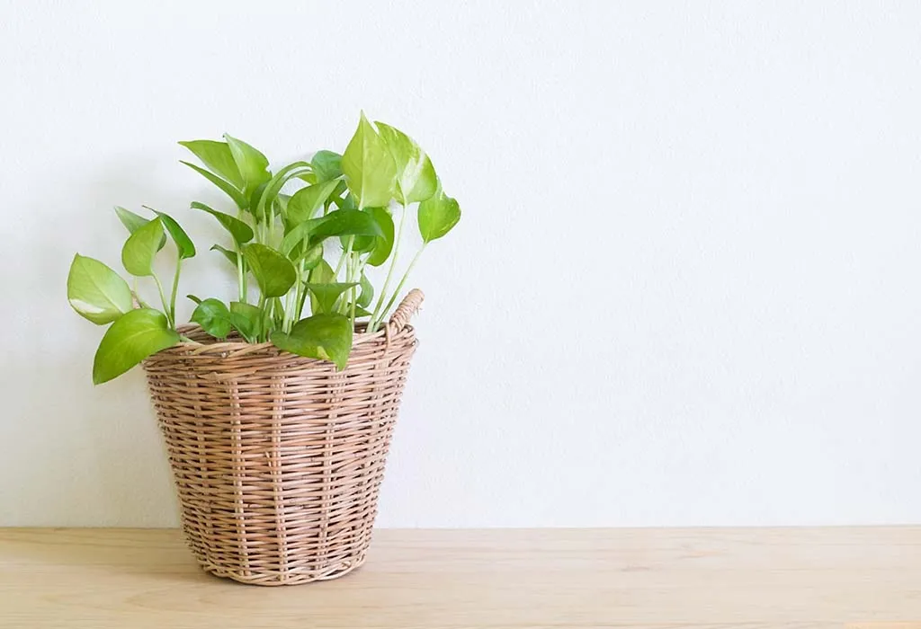 Green leaves on money plant