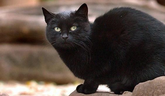World’s Wealthiest Cat