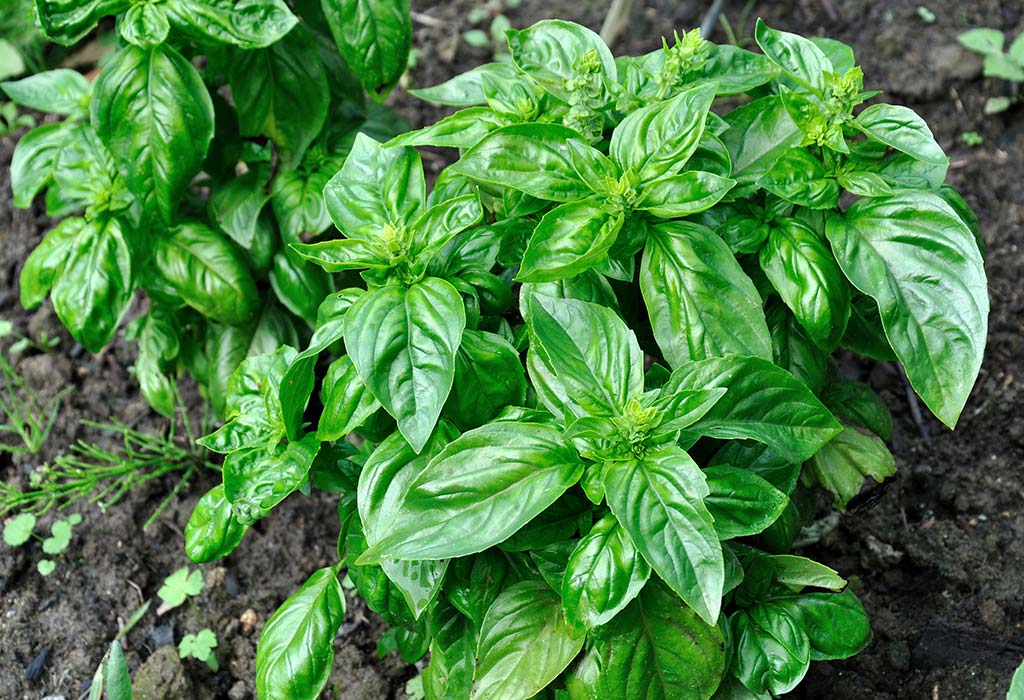 Базилик однолетний. Basil. Basil Plant.