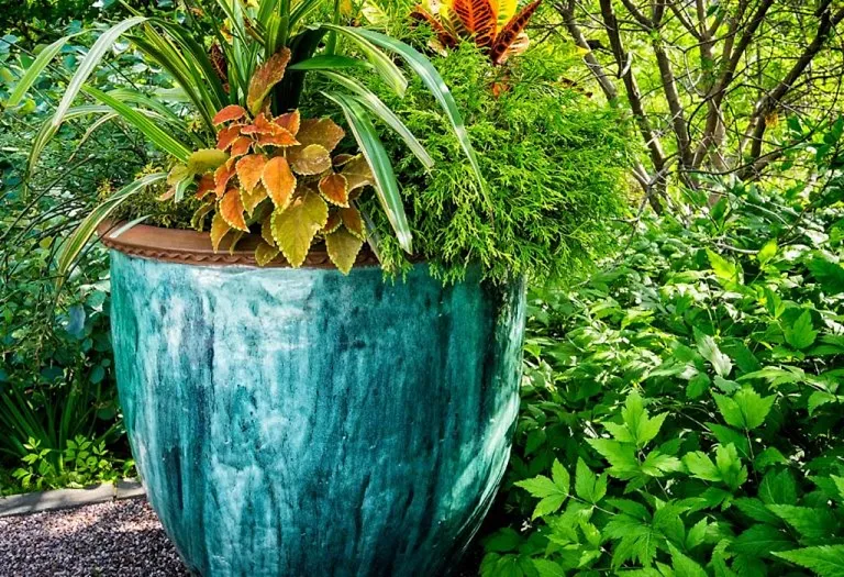 Top 13 Plants That Repel Mosquitoes