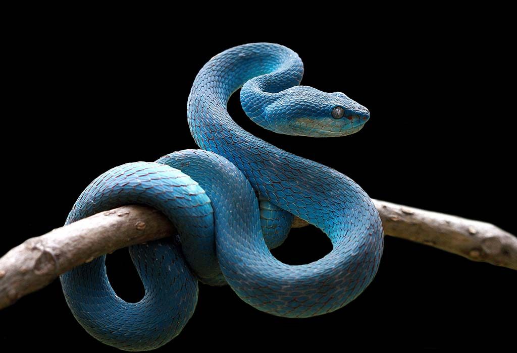 15 Interesting Facts & Information about Snakes for Kids