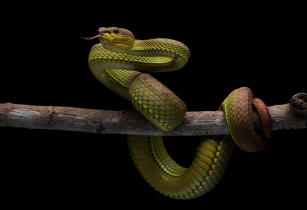 15 Fascinating Snake Facts and Information for Kids