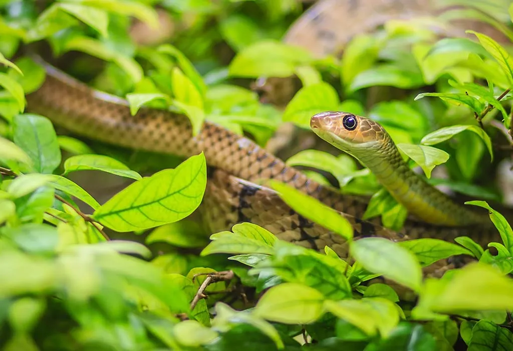 snake information for kids