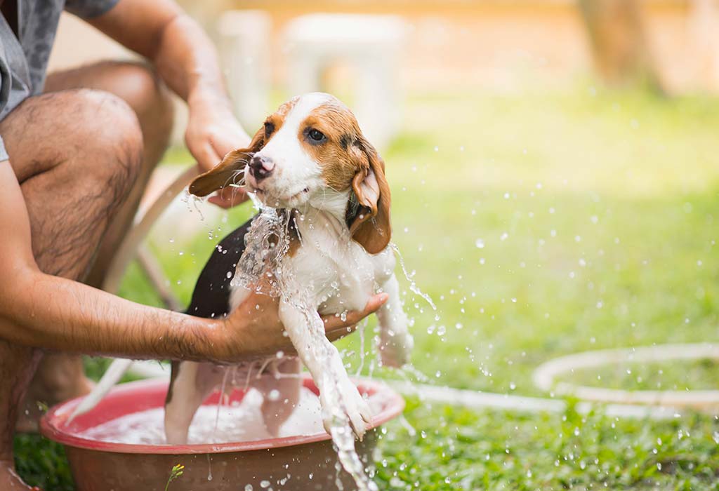 Washing dog best sale