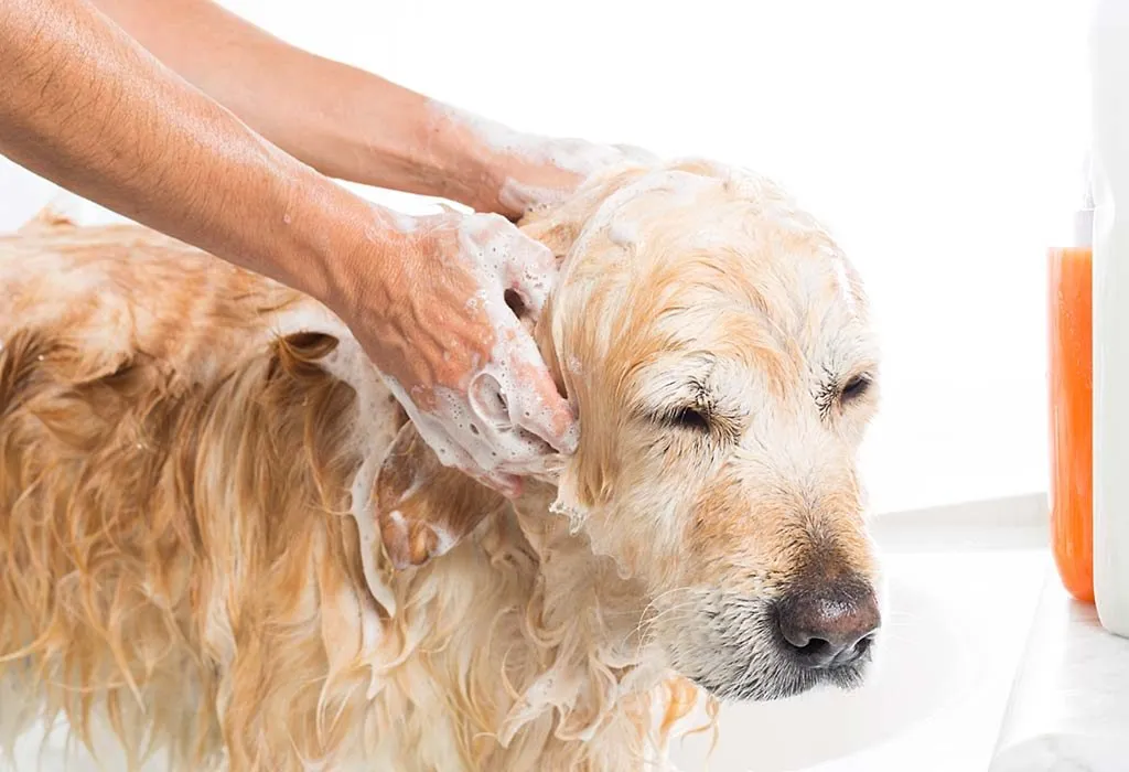 Shampooing a dog