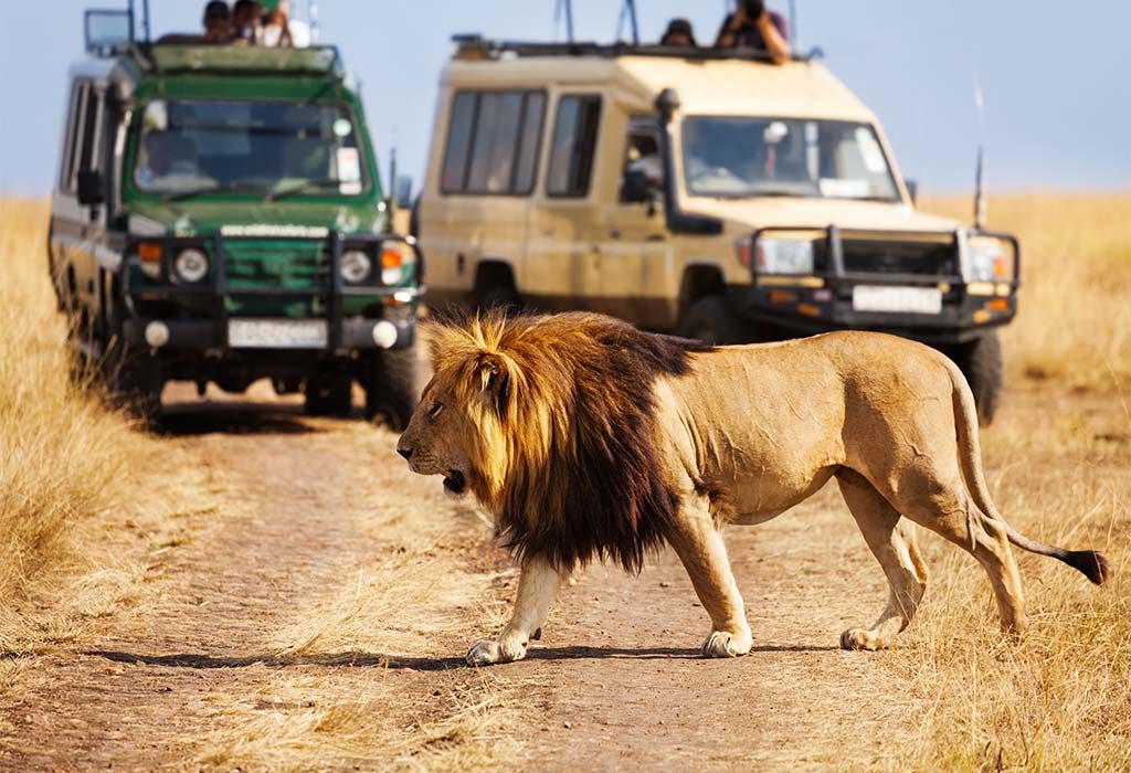 Lion Walking in the Wild in Kenya