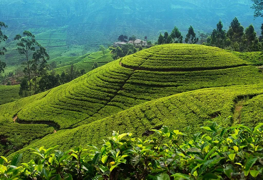 Tea Plantations in Sri Lanka