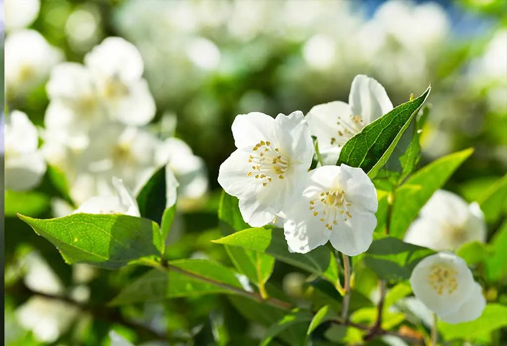 jasmine