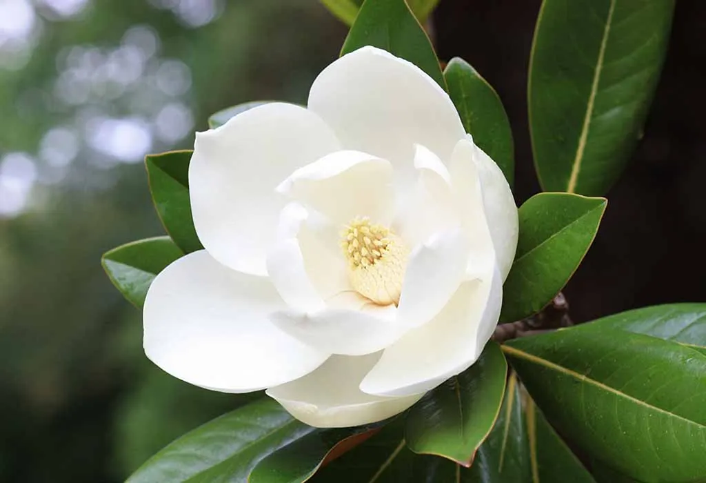 magnolia