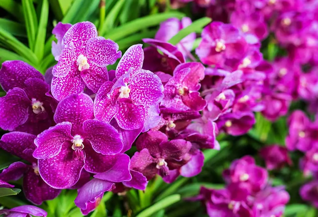 purple orchid