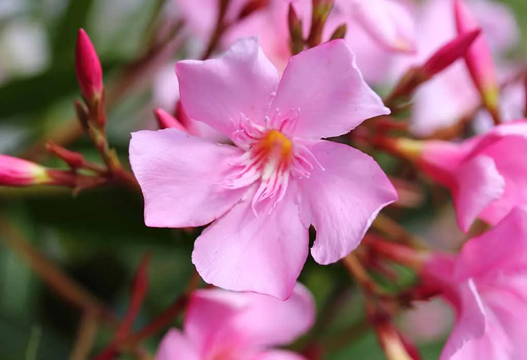 nerium oleander
