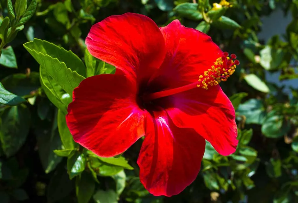 red hibiscus