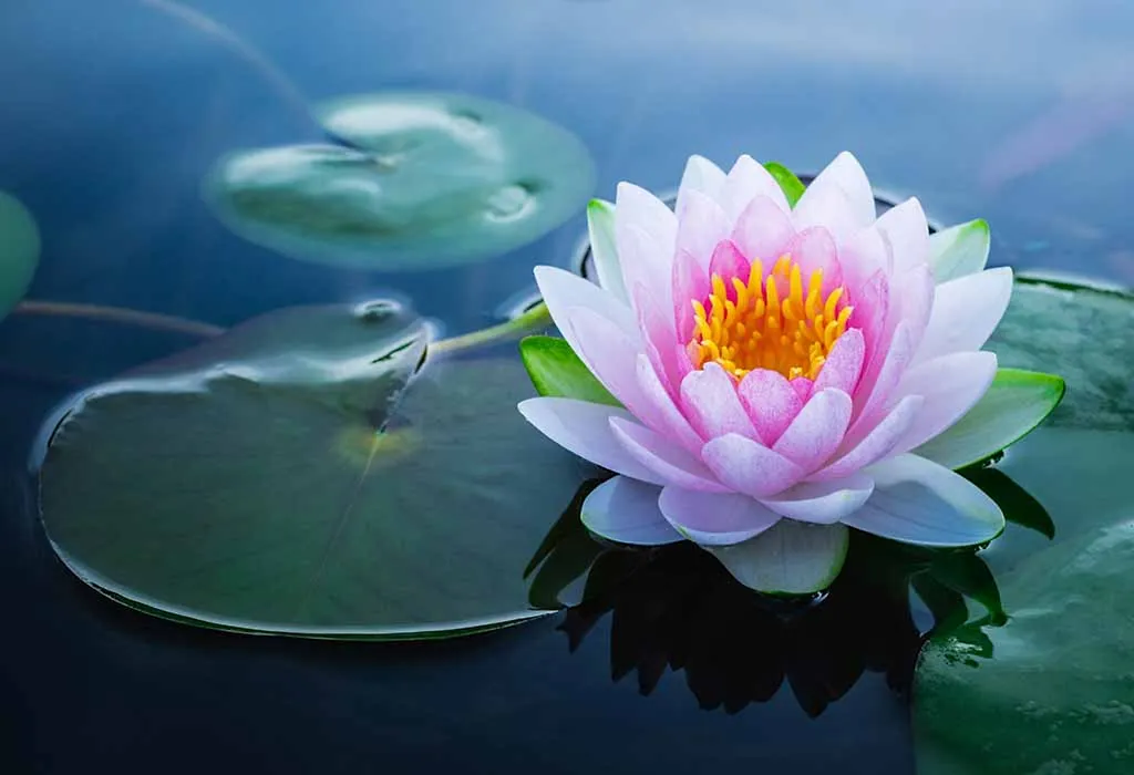 lotus