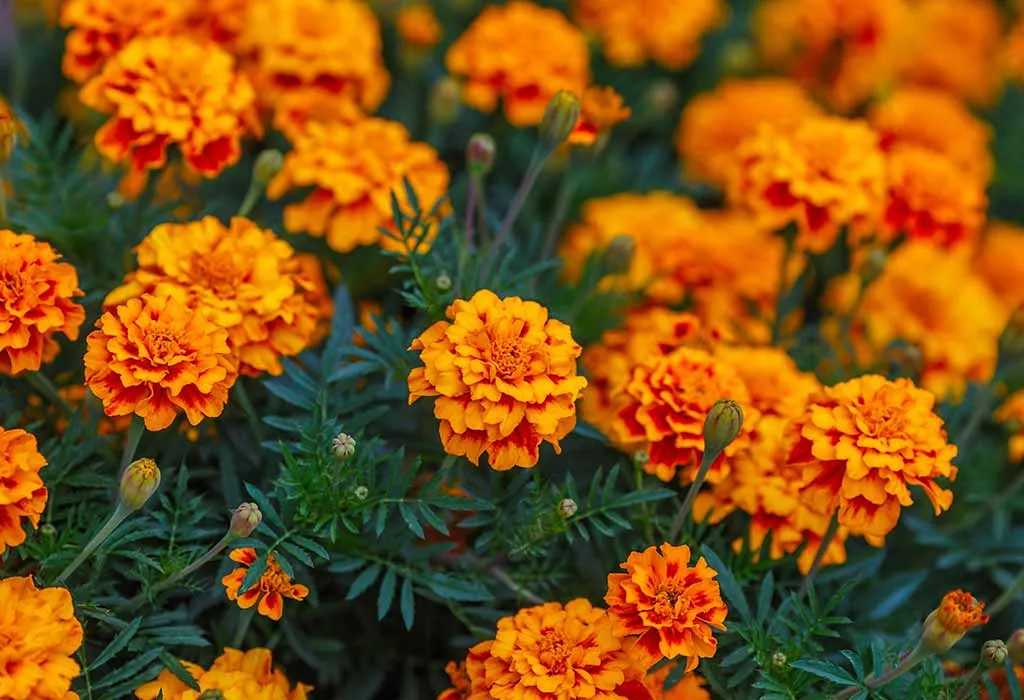 marigold