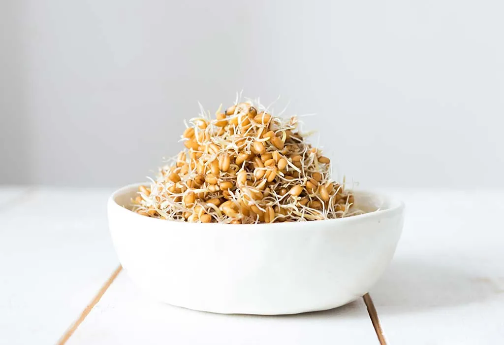 Wheat sprouts