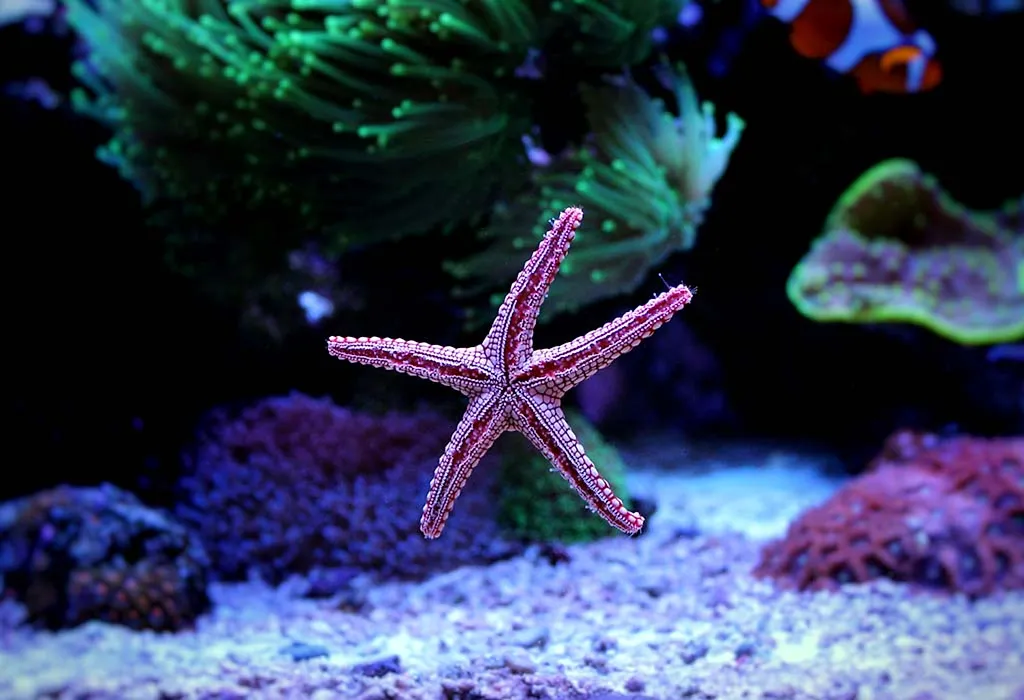 Interesting Starfish Facts and Information for Kids