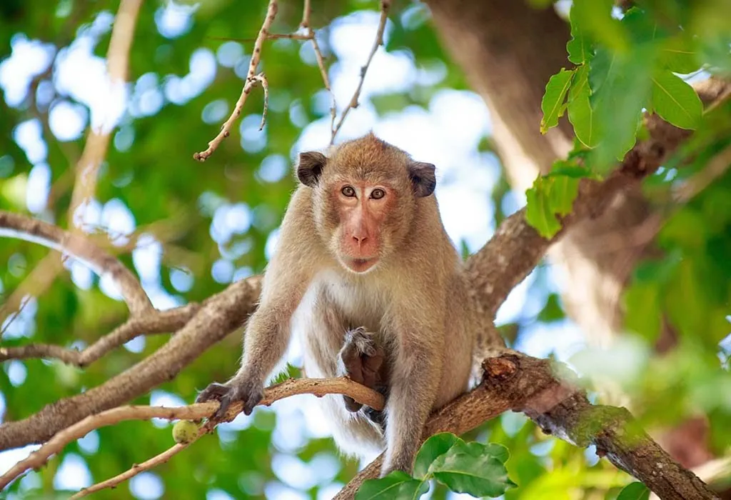 Monkey Habitat Facts: Lesson for Kids - Video & Lesson Transcript