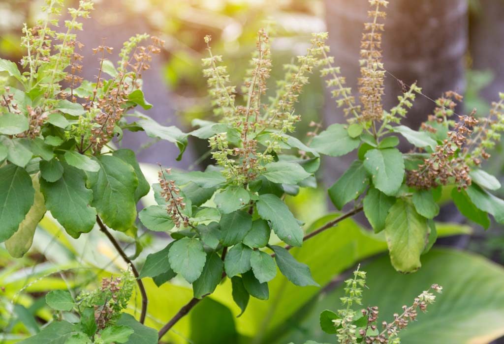 5 Best Herbs to Boost Immunity