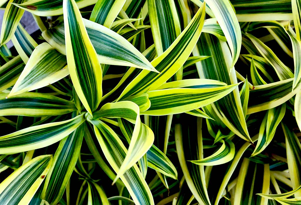 Dracaena