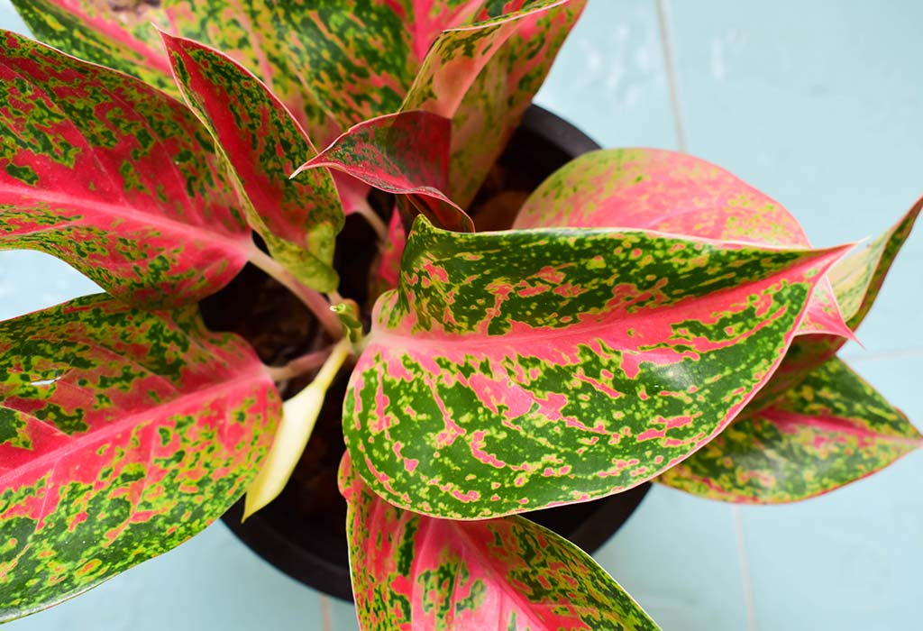 Aglaonema